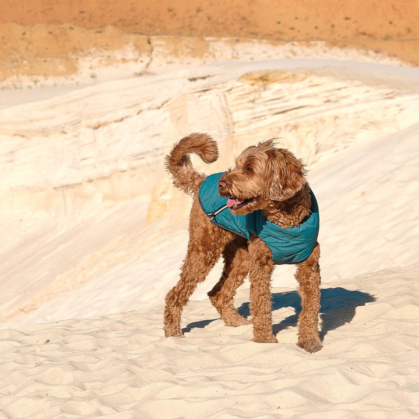 Sustainable Eco-Friendly Dog Jacket / Vest